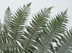 Detail of a fern leaf against the light at a rainy day