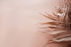 Tropical dry leaves on pink background. Closeup view