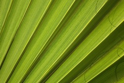 Texture of a palm tree - Free Stock Photo by Life of Pix on Stockvault.net