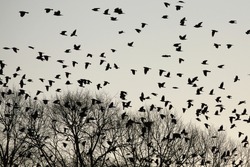 Silhouettes of crows flying over trees.