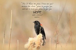 Red Winged Blackbird perched on cattails with a Bible Verse from Jeremiah