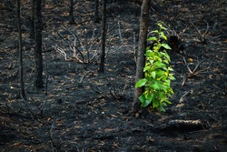 After a forest fire, burnt birches drive new shoots. Bright green leaves grow, which stand out against the background of black burning. Reforestation. Latvia