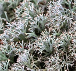 Decorative deer lichen (Cladonia rangiferina) in natural growing conditions, close-up. These wild plants grow only in ecologically unpolluted, clean places. Medicinal plant. Alternative to antibiotics