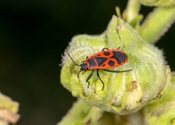 The similar black firebug (Pyrrhocoris apterus, family - Pyrrhocoridae) insect crawls on the plant. Harmless insects.