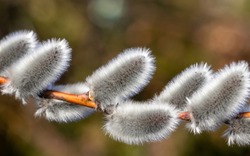 Willow (Salix caprea) branch with coats, fluffy willow flowers. Natural awakening in the spring. Easter. Palm Sunday.