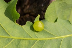 A light green, round growth on the underside of an oak leaf is a stage in the development cycle of a wasp (Cynipoidea Cynipidae). It is popularly called oak apples.