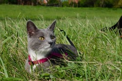 Portrait of a young gray cat with a pink collar in green fresh grass.