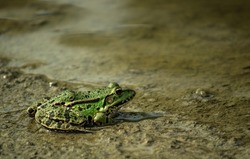 Green frog on the sandy shore of the lake. A green frog on the sandy shore of a lake by the water in its natural environment.