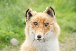 stuffed fox with artificial eyes and natural fur, portrait, taxidermy, hunting