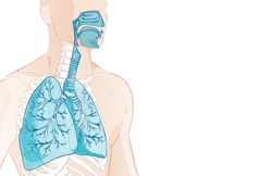 3d vector of the human Respiratory System, lungs, alveoli. Inside larynx nasal throttle anatomy. Man body parts. Hand drown anatomy illustration
