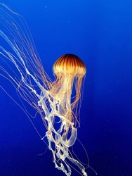 Japanese sea nettle jellyfish (Chrysaora pacifica).