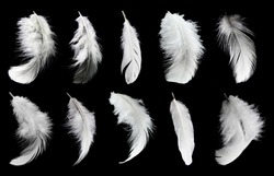 Set of white feathers isolated on black background
