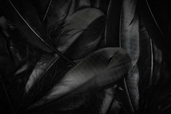 Black feathers background in concept dark background