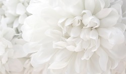 beautiful white flowers background, close up white flower petals