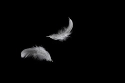 Feather Abstract. Soft And Light Feather Falling Down In The Dark.