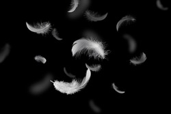 White Fluffly Feathers Falling in The Air. Swan Feather on Black Background. Down Feathers. 
