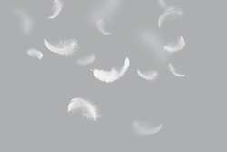 Abstract White Bird Feathers Falling in The Air. Swan Feather on Gray Background
