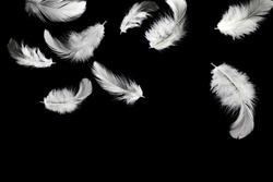 Abstract, soft white feathers floating in the air, isolated on black background