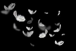 Soft white feathers floating in the air on the dark, black background