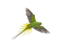 Bird flying isolated on white background, Alexandrine Parakeet (Psittacula eupatria) bird.