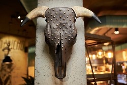 decorative bull skull on the wall. Bull animal skull hanged on wall with copy space. Cow skull on wall. decorative modern skull on concrete wall illuminated with beautiful light.