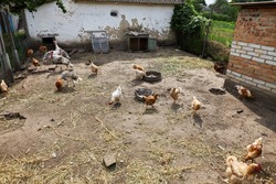 roosters and hens walk around the farm. roosters and hens walk in the garden. roosters and hens roam freely on the farm