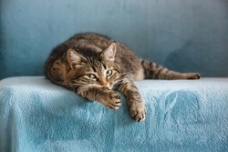 An adult tabby cat lies on its paw on a blue sofa