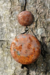 A close-up of two rusty nail heads in a tree