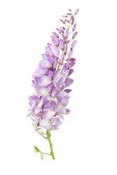 Beautiful purple flower Wisteria sinensis or Blue rain, Chinese wisteria isolated on a white background 