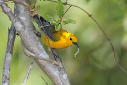 Prothonotary Warbler eating an insect