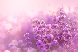 Close up of blooming lavender flowers. Lavender flowers background.