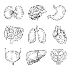 Human inner organs. Hand drawn brain, heart and kidneys, stomach and bladder. Sketch medical isolated vector illustration. Intestine organ of collection, internal digestive