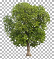 Tree isolated on transparent background. 