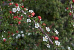 white flower and red fruit of Cotoneaster microphyllus shrub