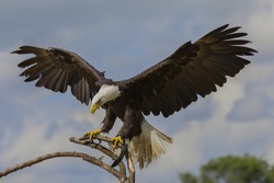 Impressive Bald eagle on a branch with it's wings spread