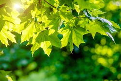 Green nature background with maple leaves
