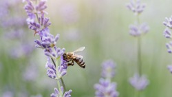 Honey bee pollinates lavender flowers. Plant decay with insects., sunny lavender. Lavender flowers in field. Soft focus, Close-up macro image wit blurred background.