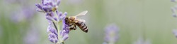 Honey bee pollinates lavender flowers. Plant decay with insects., sunny lavender. Lavender flowers in field. Soft focus, Close-up macro image wit blurred background.