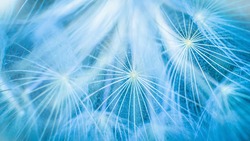 Blue abstract dandelion flower background, closeup with soft focus. Freedom to Wish. Dandelion silhouette fluffy flower on sunset sky. Seed macro closeup. Hope and dreaming concept. Fragility