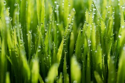 Wet spring green grass backround with dew lawn natural. beautiful water drop sparkle in sun on leaf in sunlight, image of purity and freshness of nature, copy space. macro. shallow DOF.