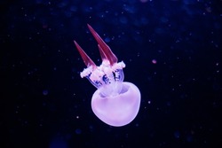 Jellyfish underwater. Blue blubber jellyfish catostylus mosaicus floating in deep blue water. Underwater life in ocean jellyfish. Beautiful jellyfish, medusa in neon red light.