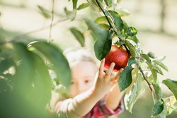 Girl with Apple in the Apple Orchard. Beautiful Girl with Organic Apple in the Orchard. Harvest Concept. Garden, Toddler eating fruits at fall harvest.