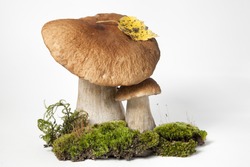 Two porcini on light  background. White edible wild mushrooms stands on a moss stand. Boletus edulis  or Mushroom of Cep isolated on white background close up. Illustration of a kind of mushroom.