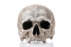 Human skull isolated on white background with reflection