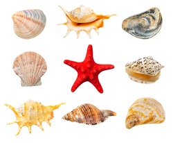 Collection of shells and red starfish isolated on white background.