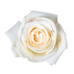 Beautiful white rose bud isolated on white background.
