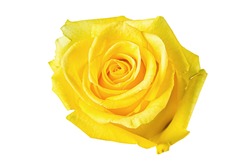 Beautiful yellow rose bud isolated on white background.