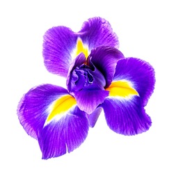 Beautiful iris flower isolated on white background