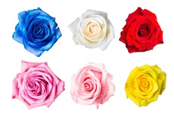 Beautiful colorful rose buds collage set isolated on white background.