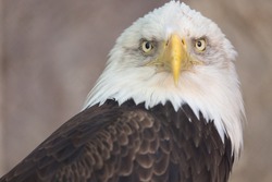 Portrait of a bald eagle. America national symbol. Latin name haliaeetus leucocephalus.